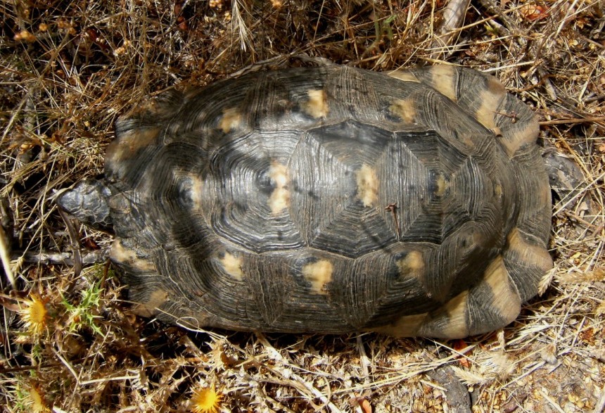 Tartarughe di Sardegna